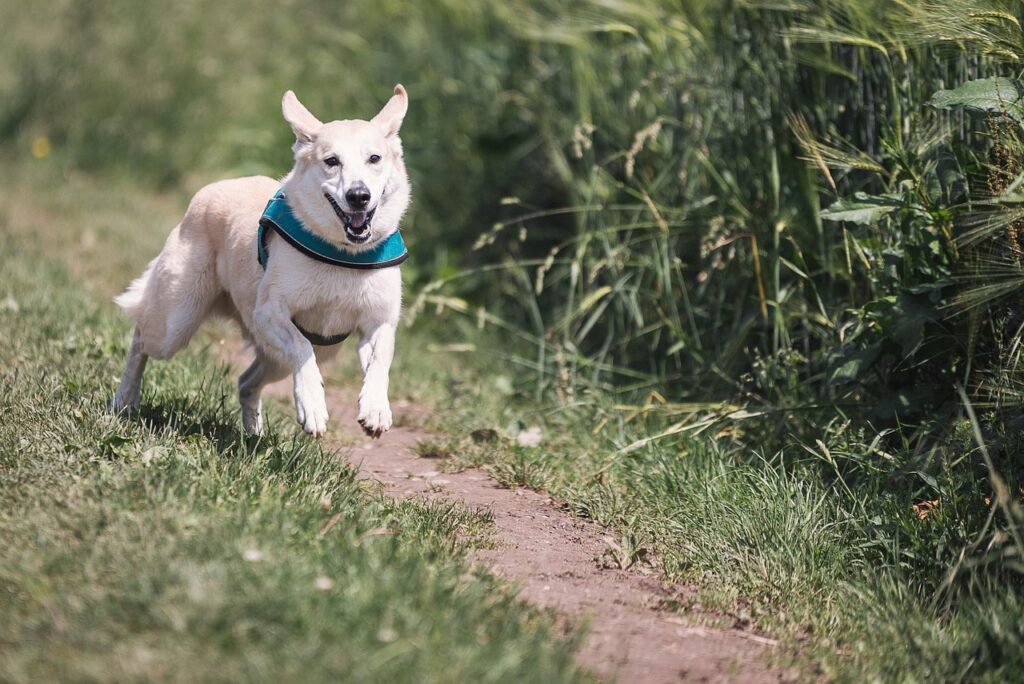 dog, run, fun, animal, domestic animal, nature, pet, to play, running, to hunt, great, enjoyment of life, fur, fast continuously, dog run, sprint, rude, mixed breed dog