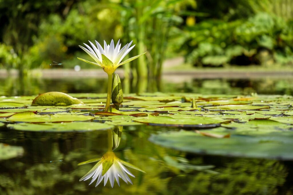water lily, lily pads, pond, flower wallpaper, reflection, water reflection, mirroring, blossom, bloom, white flower, flora, flower, pond plant, beautiful flowers, aquatic plant, water, flower background, nature