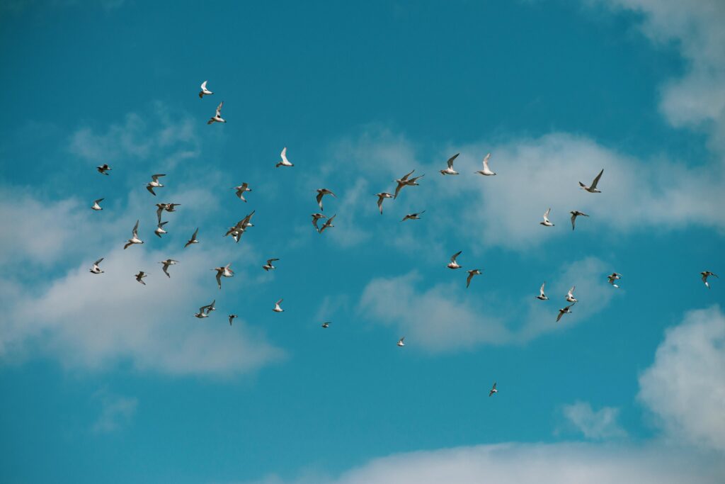 A serene view of a flock of birds flying high against the blue cloudy sky in Alcochete, Portugal.