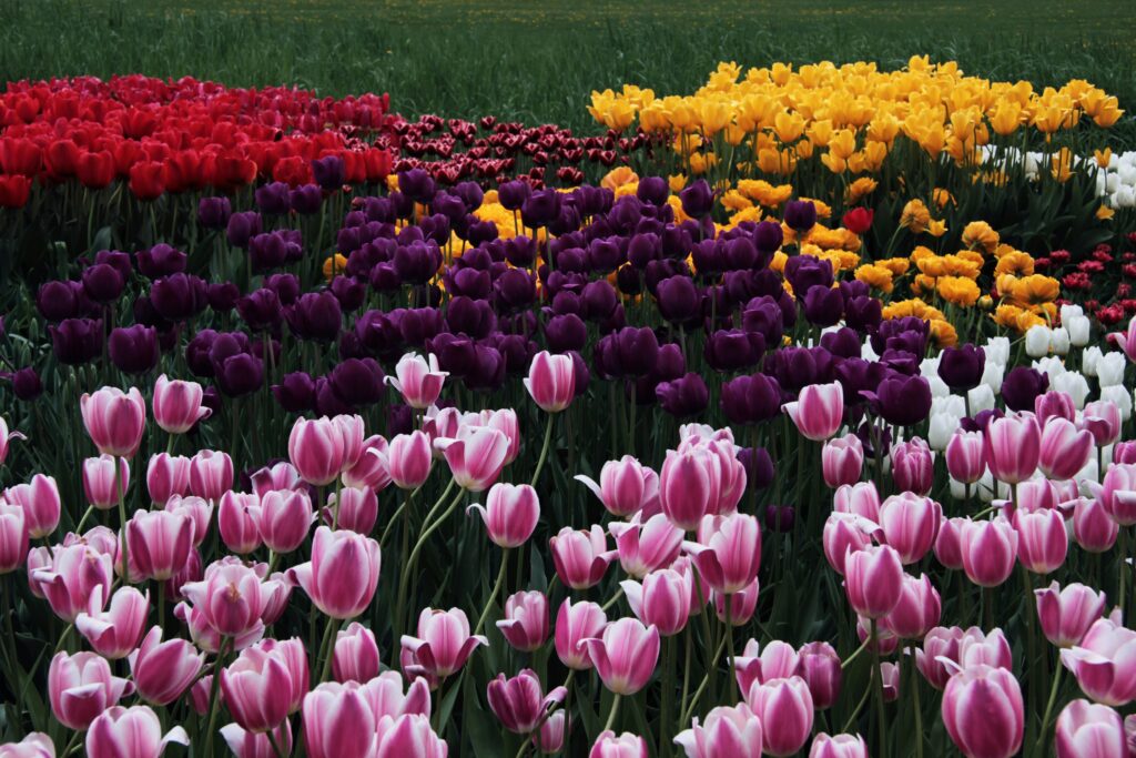 Colorful tulip field displaying vibrant red, pink, purple, and yellow blooms in spring.